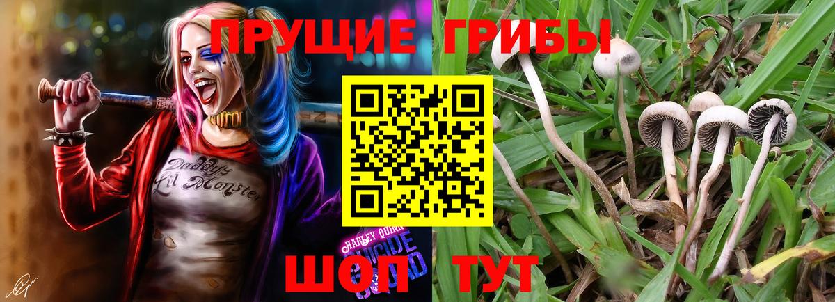 Галлюциногенные грибы Cubensis Будённовск